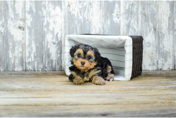 Yorkie Poo Pup Being Cute