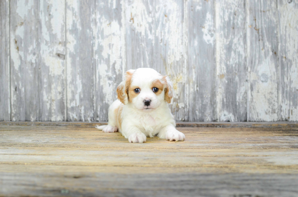 Cavachon Pup Being Cute