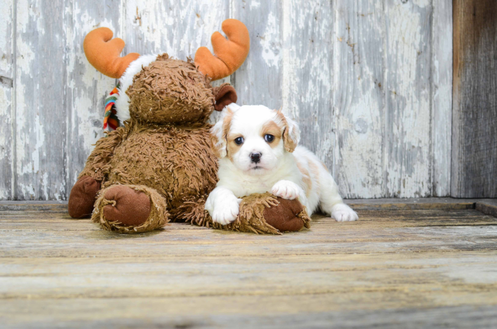 Adorable Cavalier Designer Puppy