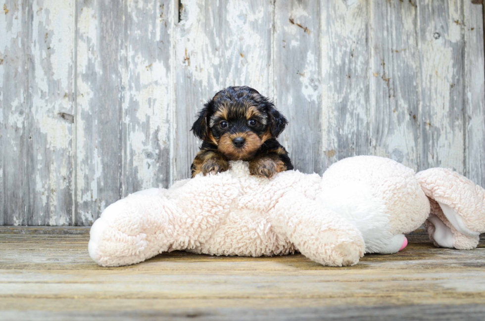 Petite Yorkie Poo Poodle Mix Pup