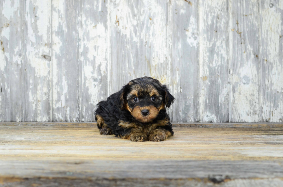 Sweet Yorkie Poo Baby