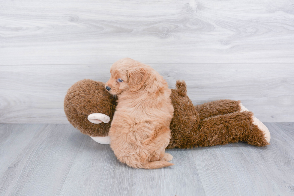 Best Mini Goldendoodle Baby