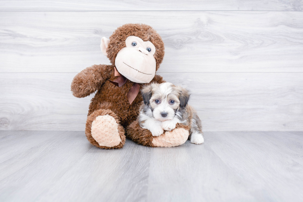 Friendly Mini Aussiedoodle Baby