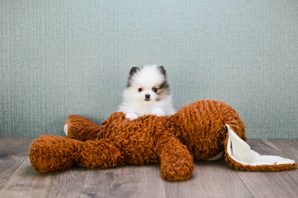 Hypoallergenic Pomeranian Baby