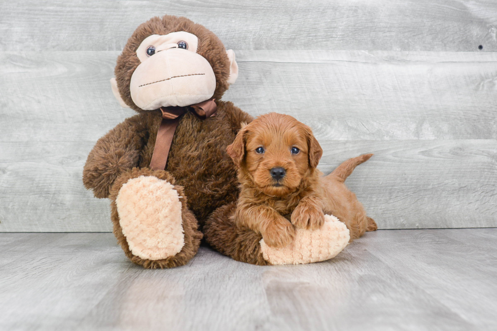 Mini Goldendoodle Pup Being Cute