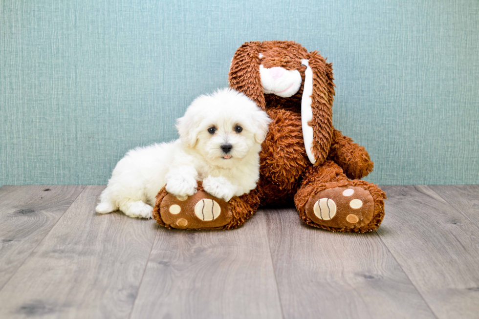 Adorable Maltese Poodle Poodle Mix Puppy