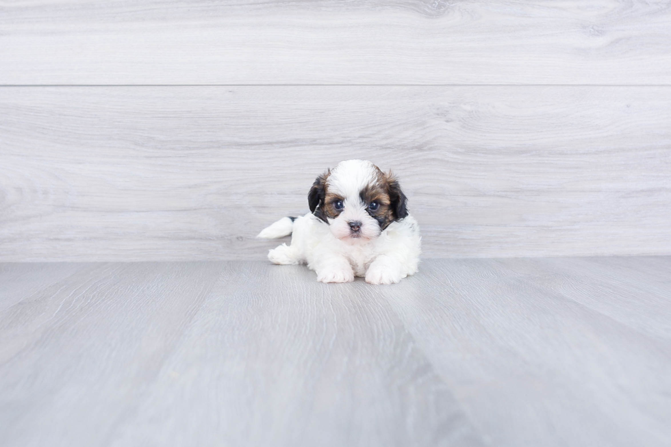 Little Shi Chon Designer Puppy