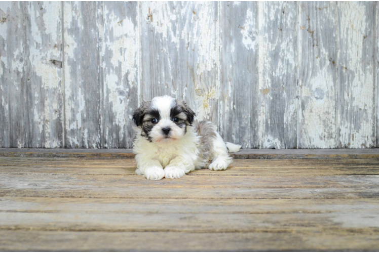 Popular Teddy Bear Designer Pup