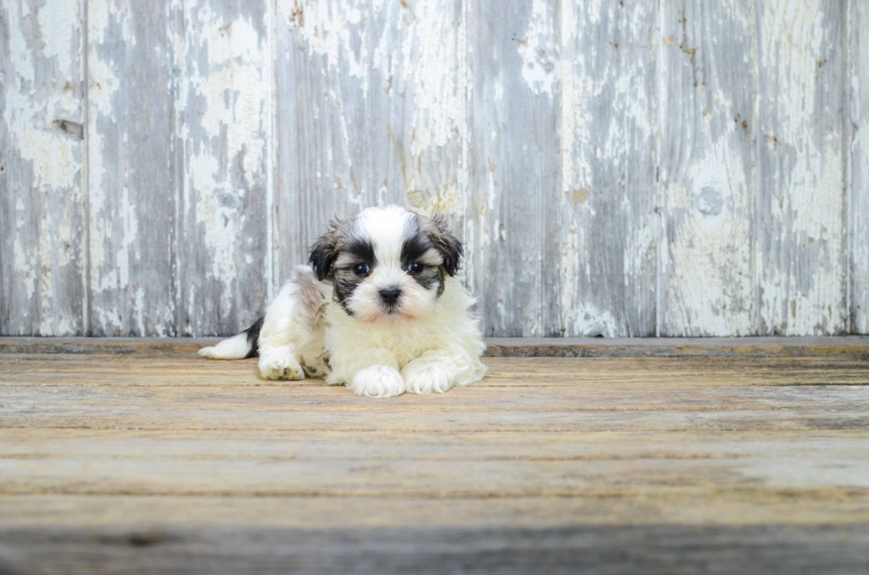 Popular Teddy Bear Designer Pup