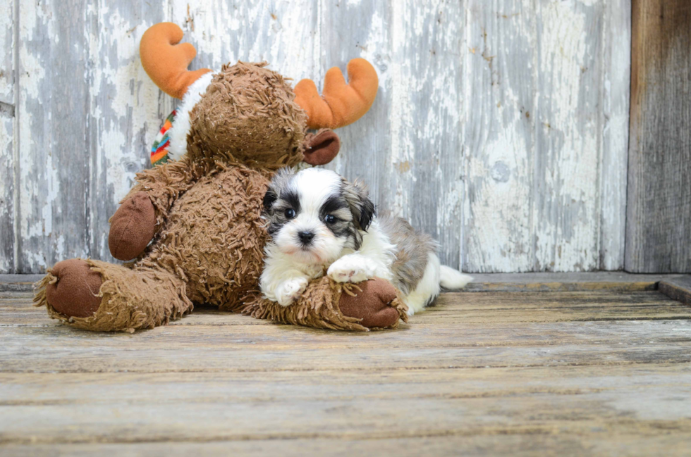 Popular Teddy Bear Designer Pup