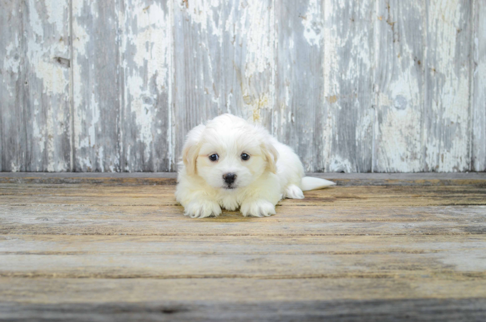 Little Shitzu Designer Puppy