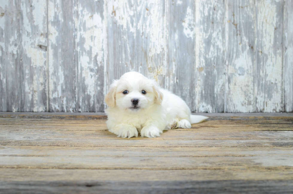 Teddy Bear Puppy for Adoption