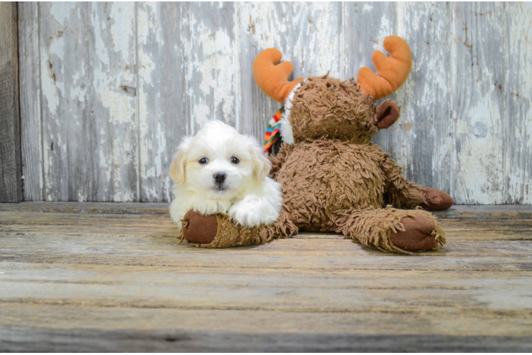 Teddy Bear Puppy for Adoption