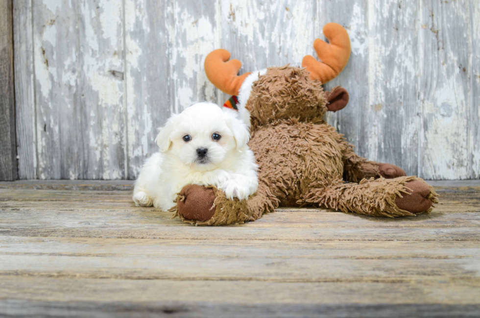 Friendly Teddy Bear Baby