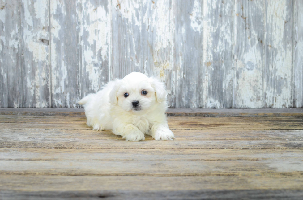Popular Teddy Bear Designer Pup