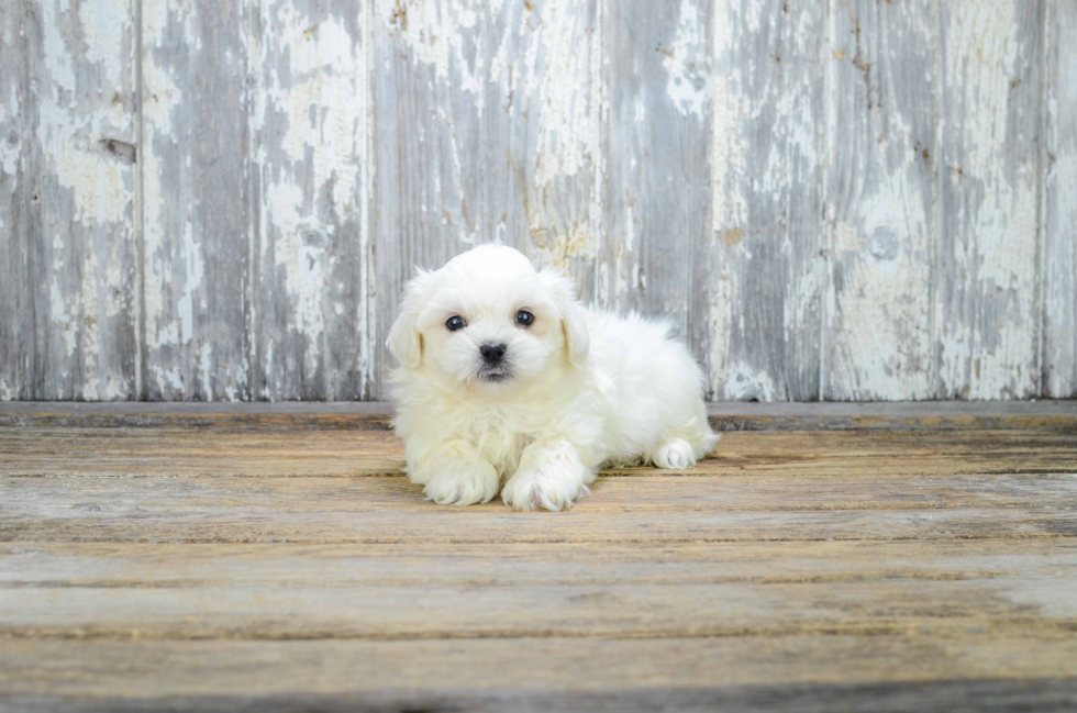 Teddy Bear Pup Being Cute