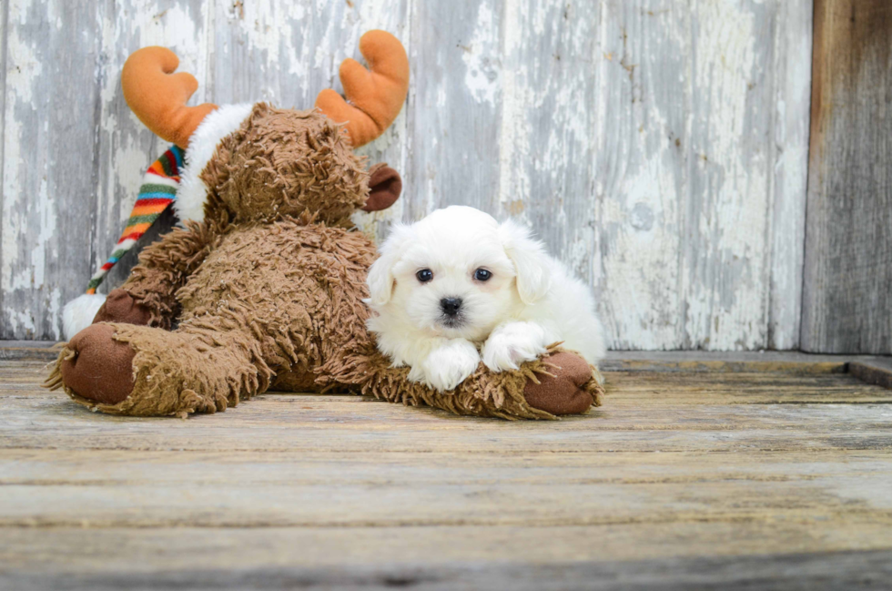 Best Teddy Bear Baby