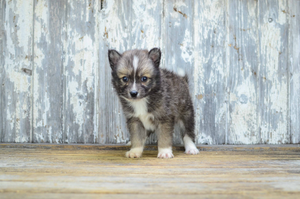 Pomsky Pup Being Cute
