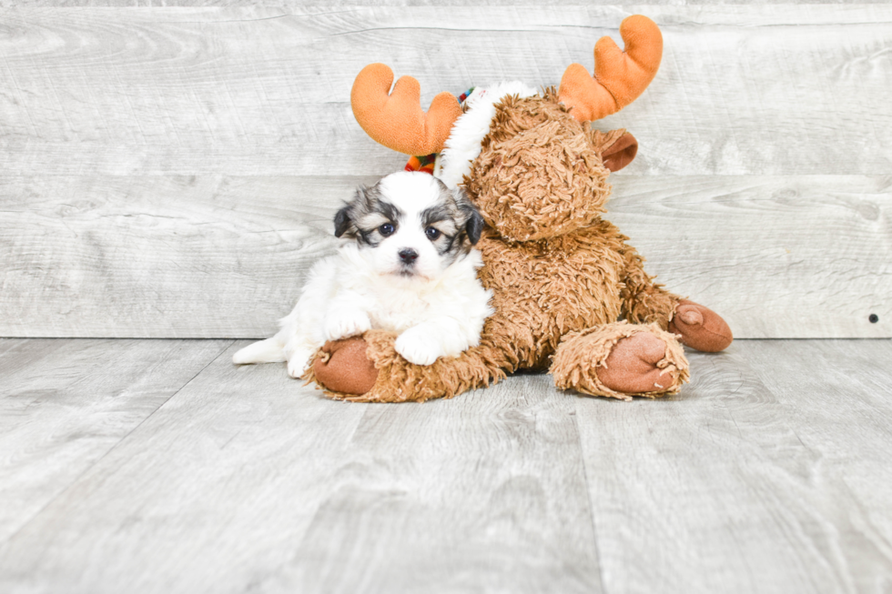 Hypoallergenic Shichon Designer Puppy