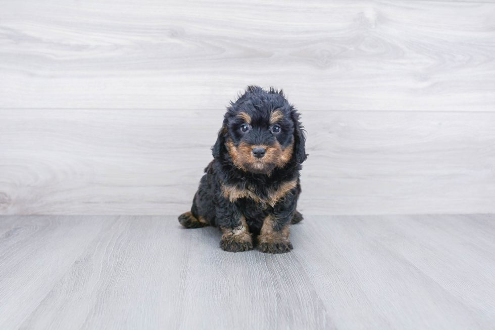 Mini Bernedoodle Pup Being Cute