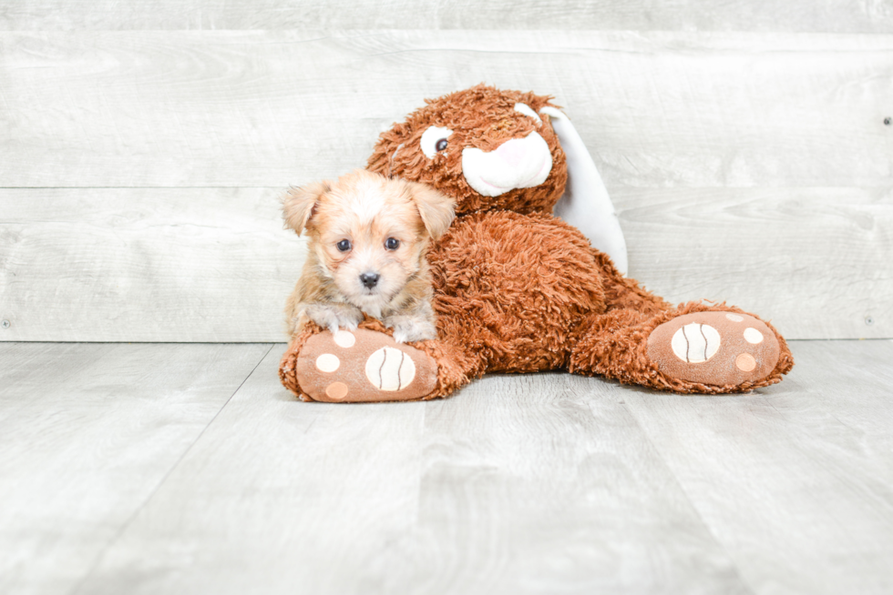 Best Morkie Baby
