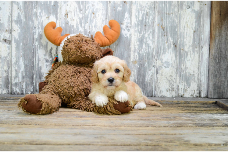 Playful Cavoodle Poodle Mix Puppy