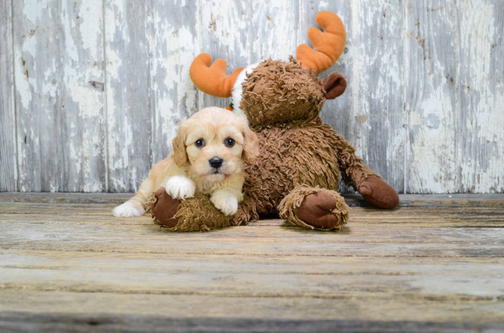 Cavapoo Puppy for Adoption