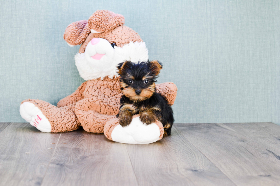 Meet Rebecca - our Yorkshire Terrier Puppy Photo 