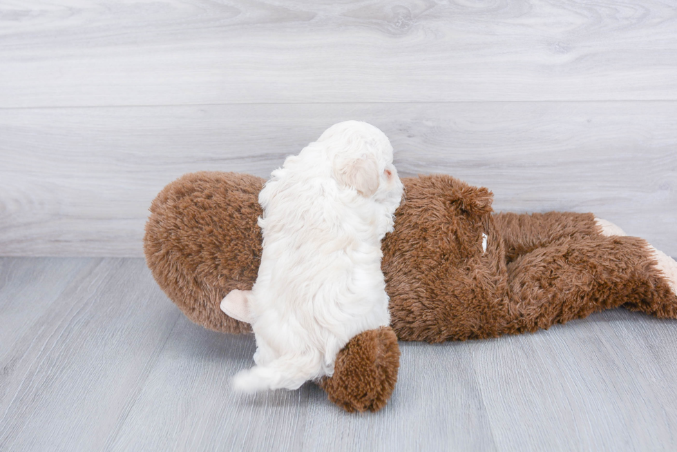 Maltipoo Pup Being Cute