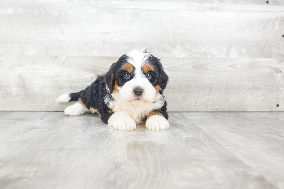 Mini Bernedoodle Puppy for Adoption