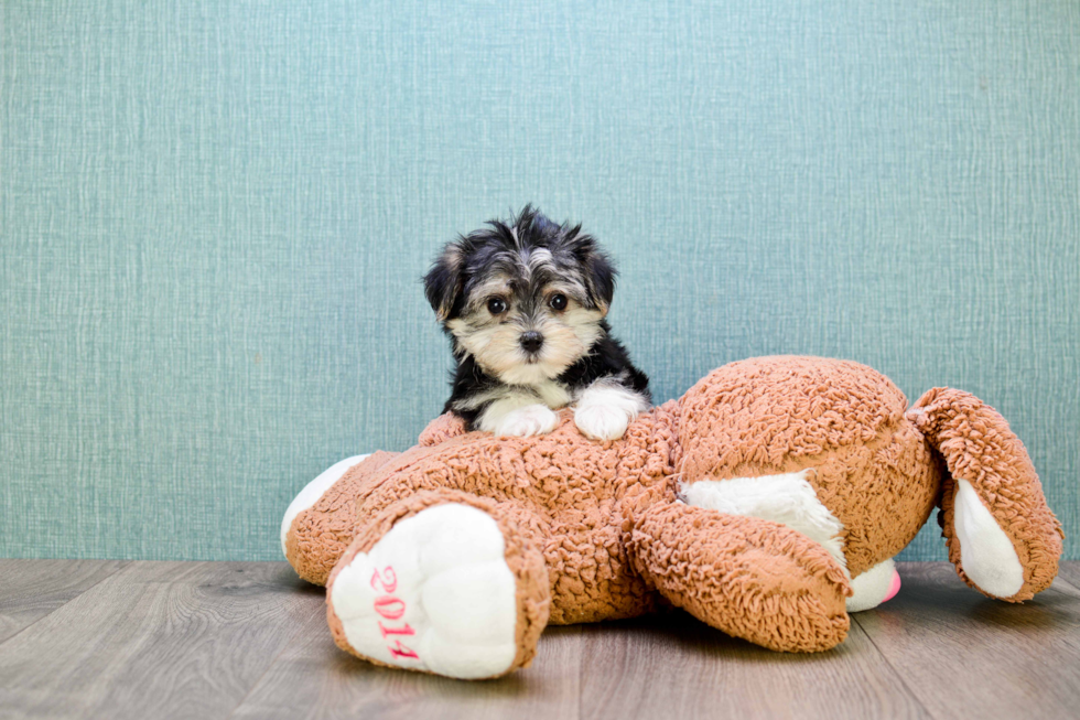 Best Morkie Baby