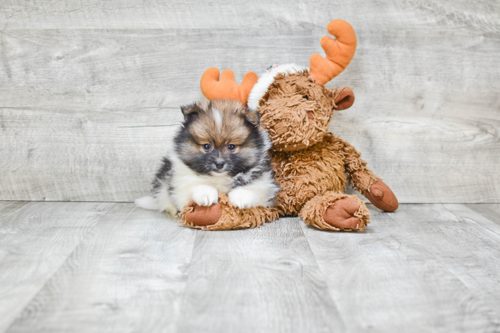 Friendly Pomeranian Purebred Pup