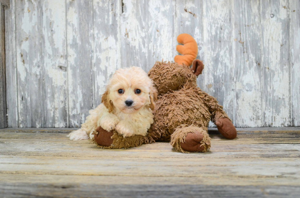 Cavachon Pup Being Cute