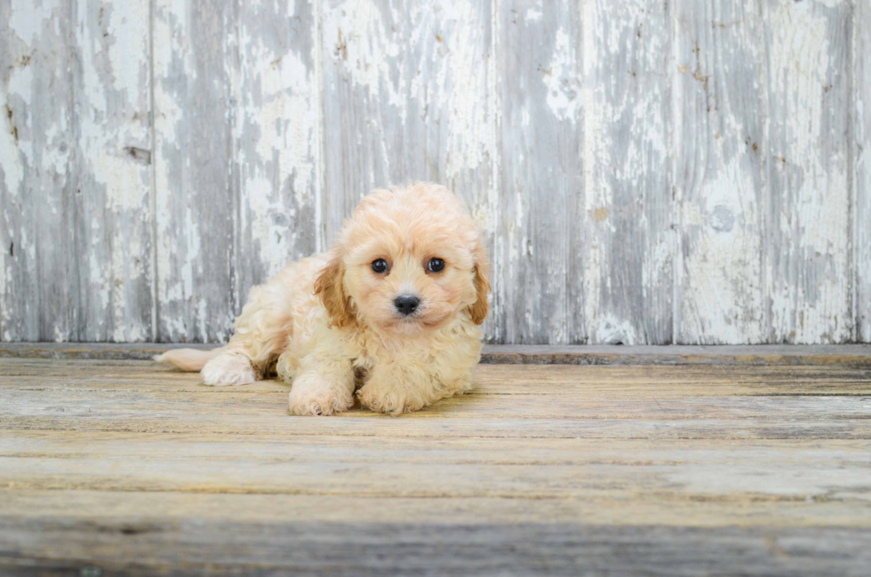 Cavachon Pup Being Cute