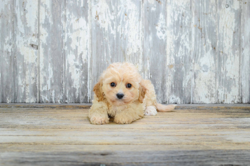 Adorable Cavalier Designer Puppy