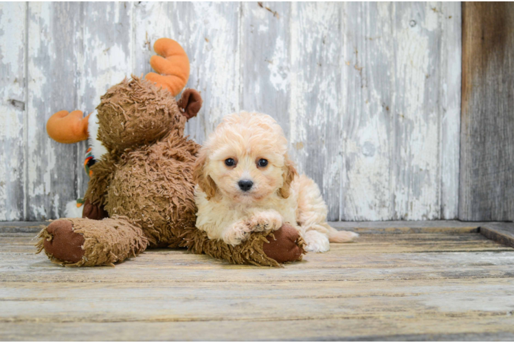 Little Cavalier Designer Puppy