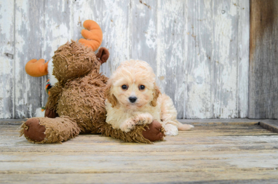 Little Cavalier Designer Puppy