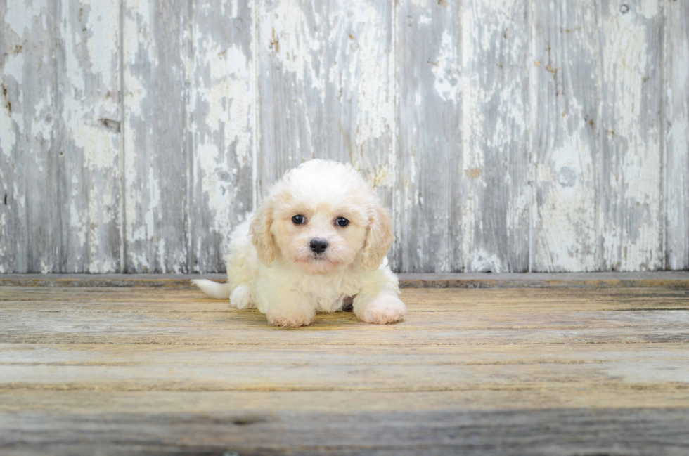 Petite Cavachon Designer Pup