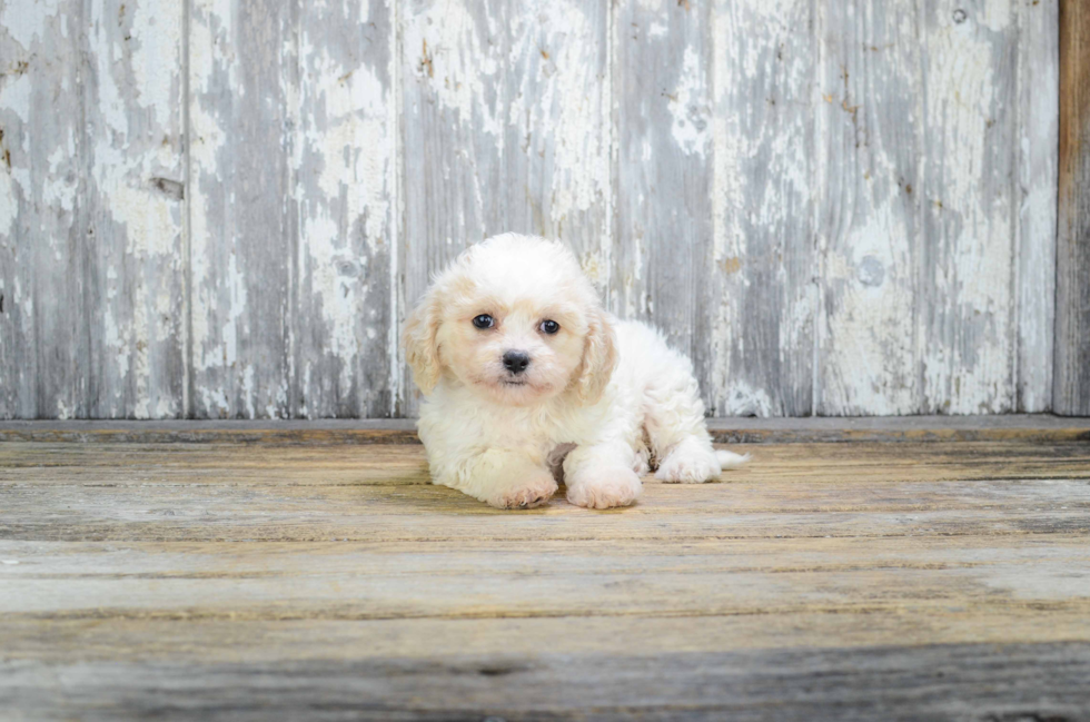 Adorable Cavalier Designer Puppy