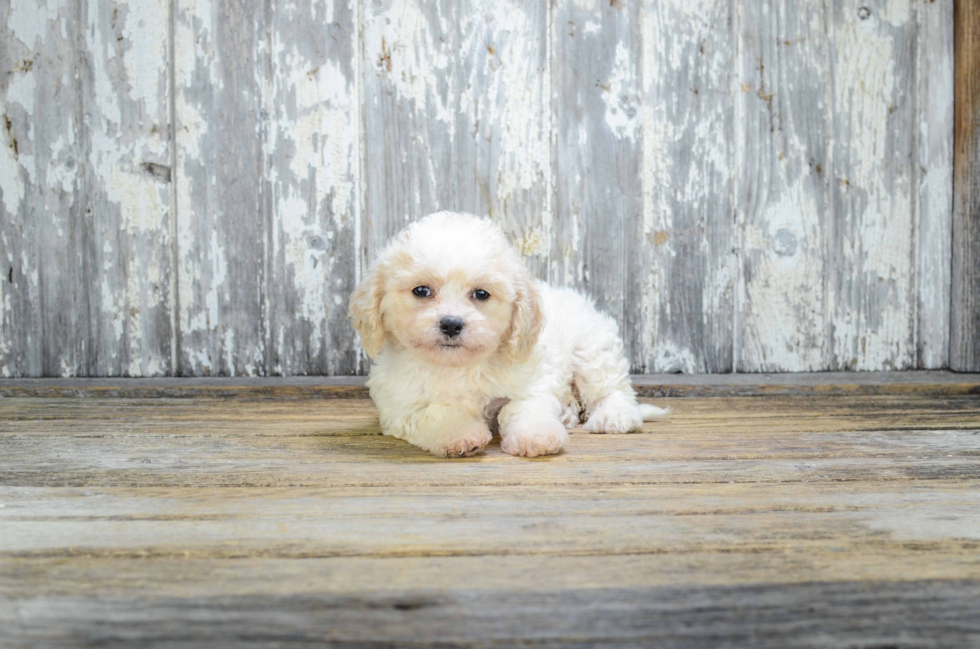 Cavachon Puppy for Adoption