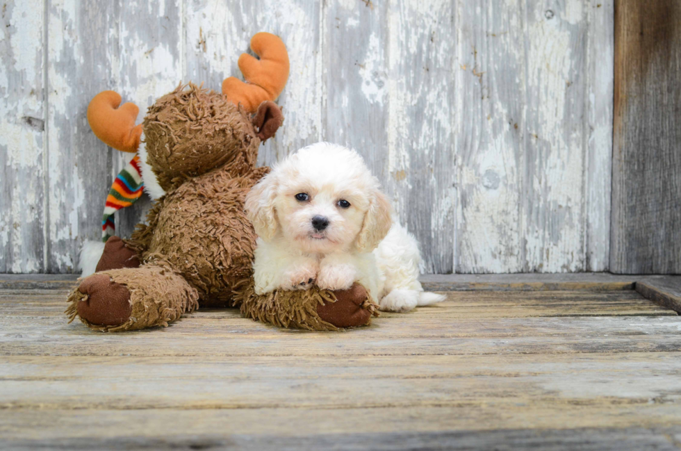 Cavachon Pup Being Cute