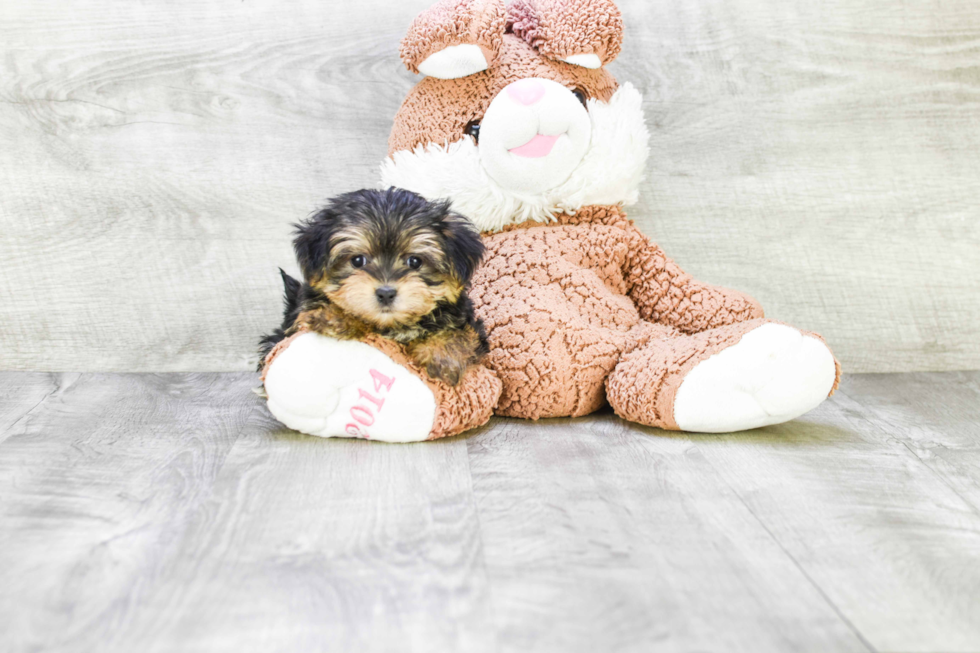 Hypoallergenic Yorkie Designer Puppy