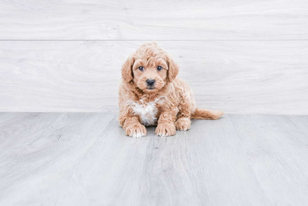 Mini Goldendoodle Puppy for Adoption