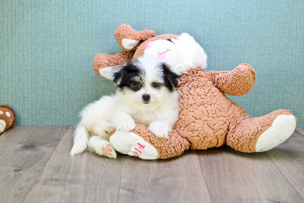 Maltipom Pup Being Cute