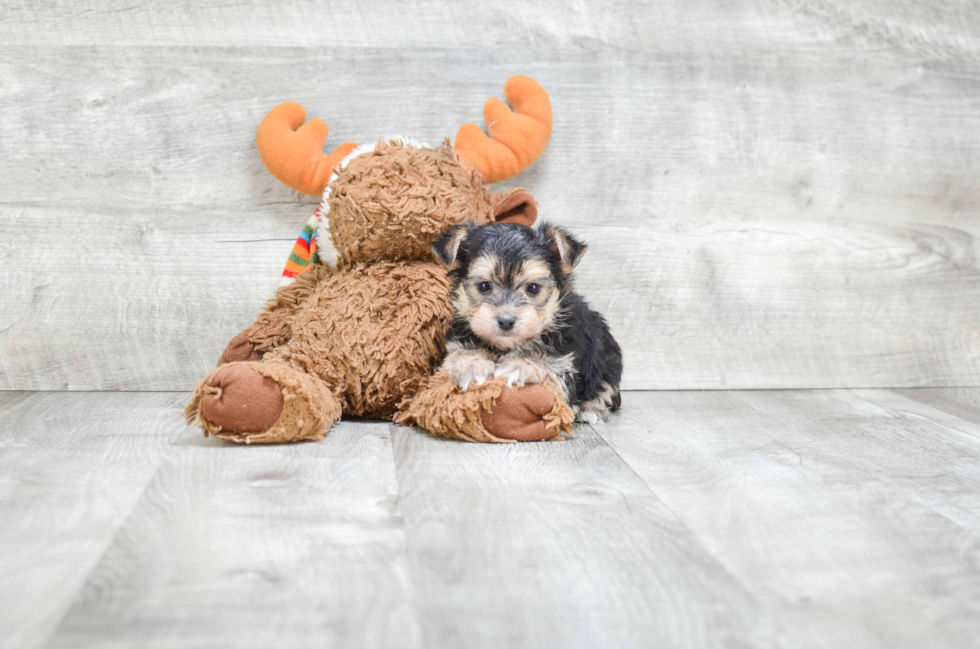 Morkie Puppy for Adoption