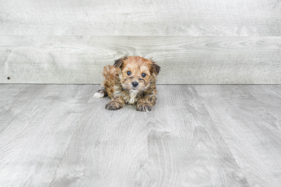 Smart Morkie Designer Pup