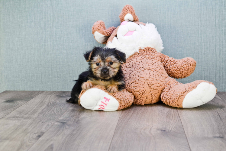 Morkie Pup Being Cute