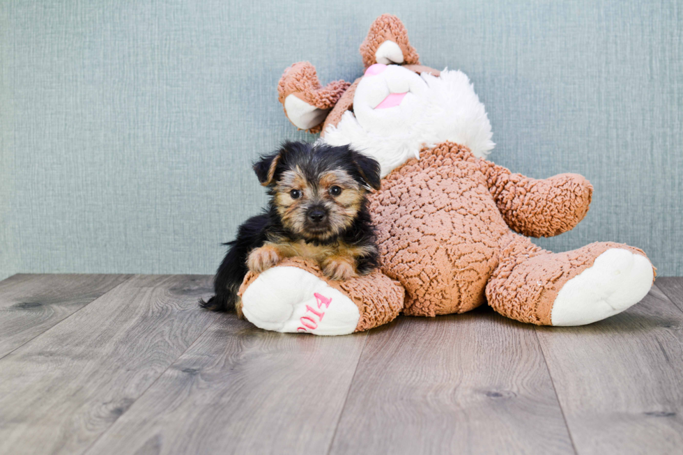 Morkie Pup Being Cute