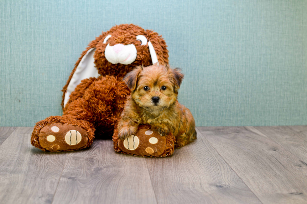 Smart Morkie Designer Pup
