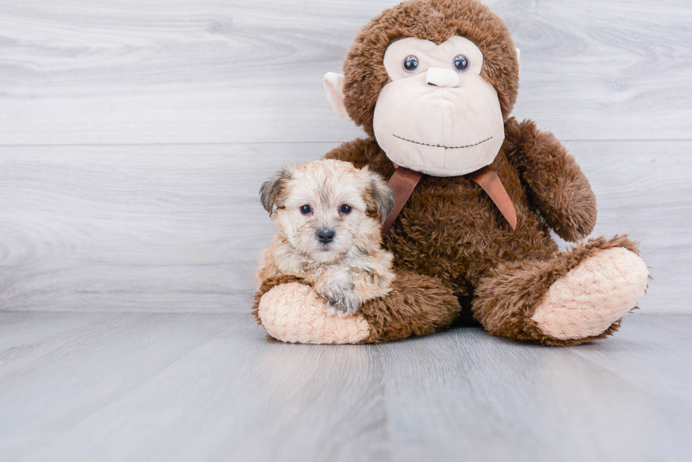 Fluffy Morkie Designer Pup